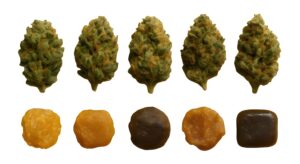 Pack découverte CBD sans THC 10 g – coffret fleurs et résines variées, 0 % THC